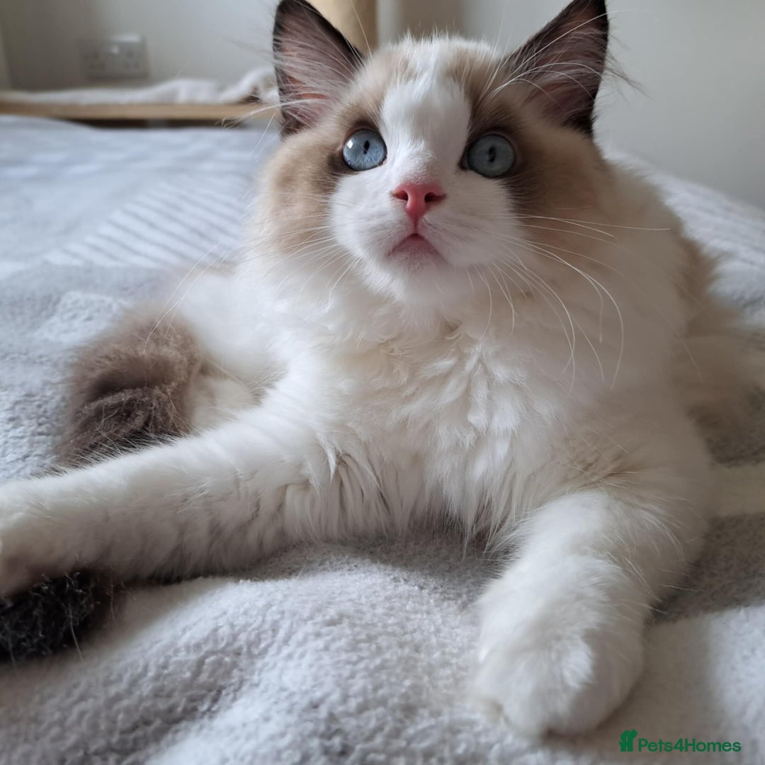 Ragdoll cats for sale: 💠Handsome FiFe Reg Ragdoll boy💠RESERVED - Image 19