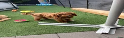 Cavapoo dogs for sale: Retuned home to us  - Advert 7