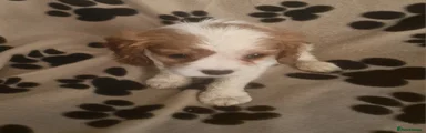 Cavalier King Charles Spaniel 4