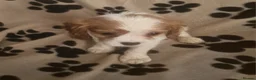 Cavalier King Charles Spaniel dogs for sale: Cavalier King Charles Spaniel Puppies  - Advert 3