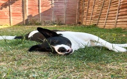 Mixed Breed dogs for adoption: SNOOPY - like a young Border Collie - Image 5