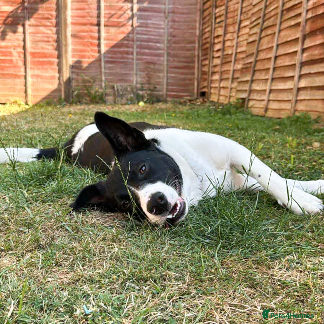 Mixed Breed dogs for adoption: SNOOPY - like a young Border Collie - Image 5