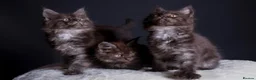 Maine Coon cats for sale: 🖤 TICA Registered Black Smoke Maine Coon Kittens  - Advert 10