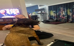 Belgian Shepherd Dog dogs for sale: Belgian Malinois x Dutch - Female 4 Yrs - Image 16