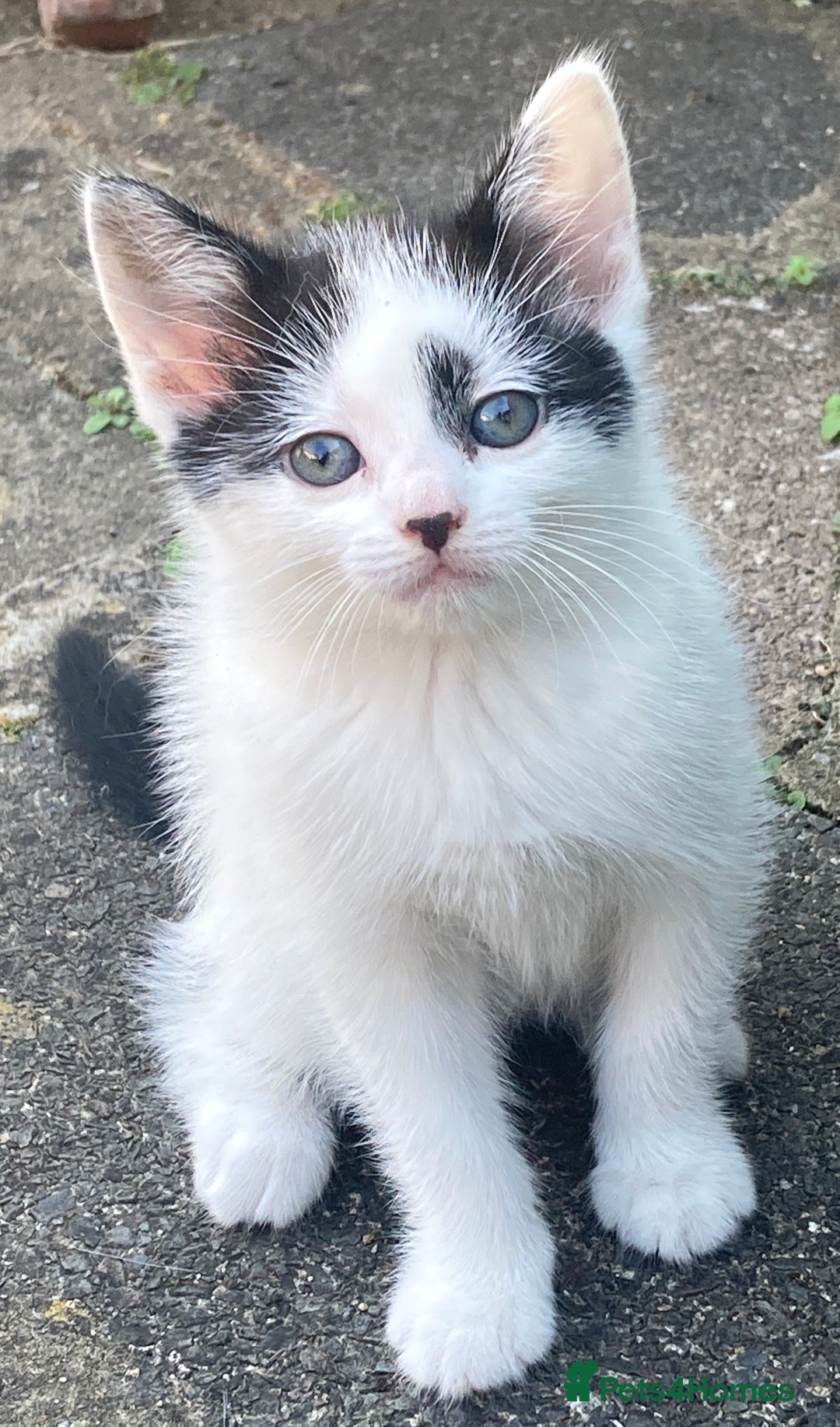 Turkish Van cats for sale: Gorgeous & Loving Turkish Van Kittens - Image 25
