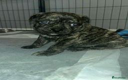 Mixed Breed dogs for sale: Staffy cross pugs  - Image 3