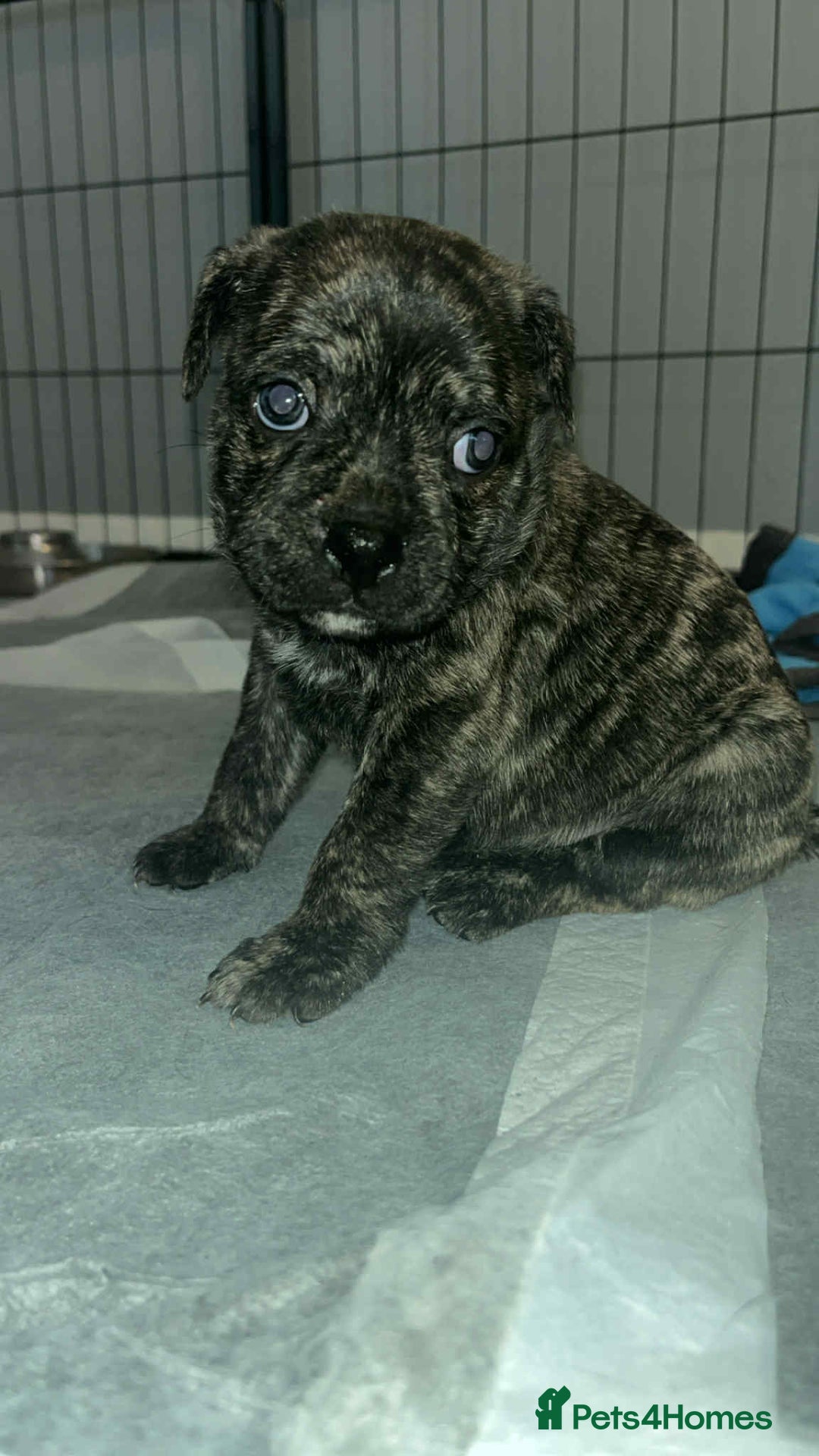 Mixed Breed dogs for sale: Staffy cross pugs  - Image 3