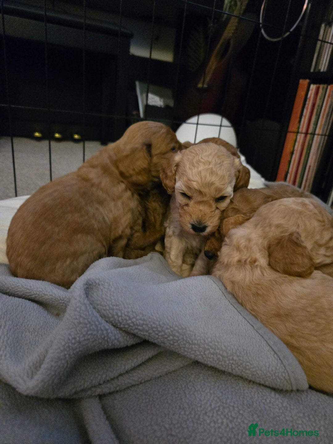 Cockapoo dogs for sale: 6 male Cockapoo puppies. Ready 13th Jan.  - Advert 6