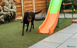 Labrador Retriever dogs for sale: Chocolate lab  - Image 5