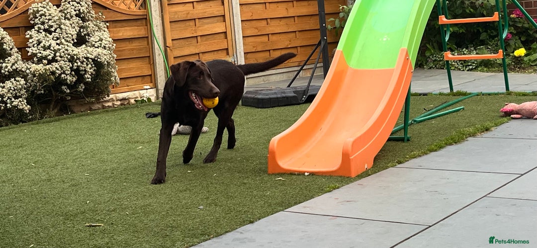 Labrador Retriever dogs for sale: Chocolate lab  - Image 5