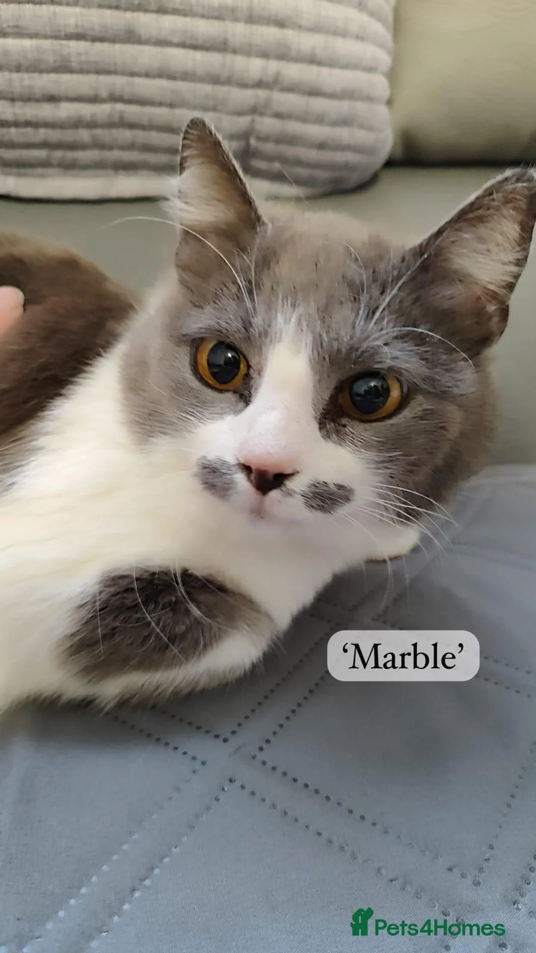 Mixed Breed cats for adoption: Marble, 6 months approx. Available for adoption. in Brixham - Advert 2
