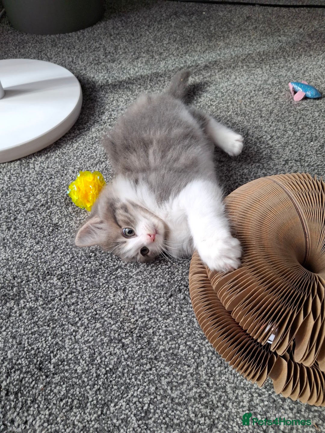 Maine Coon cats for sale: Beautiful Grey/White Part Maine Coon Kitten - Image 14