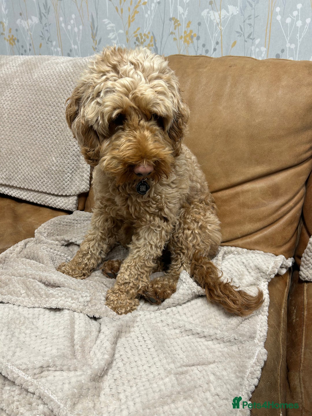 Cockapoo dogs for sale: F1b cockapoo puppies - Image 14