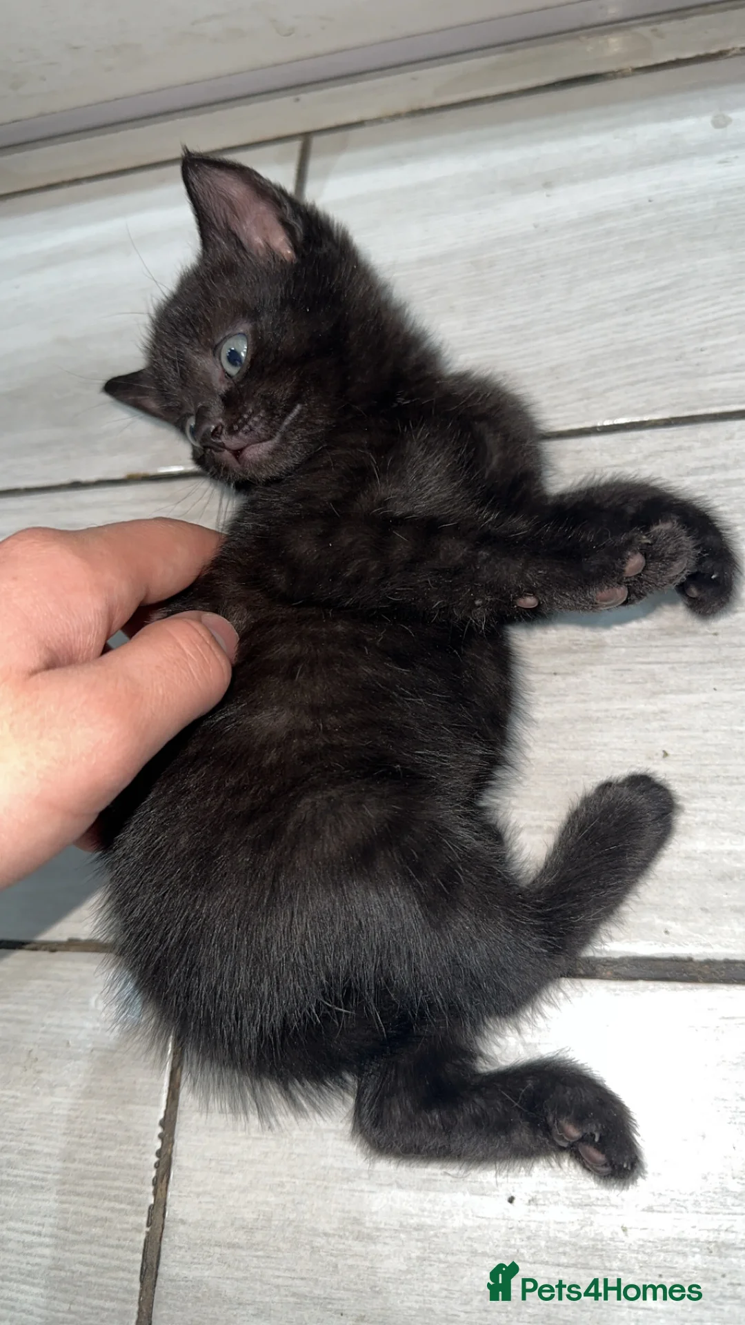 Domestic Shorthair cats for sale: Adorable tabby kittens and black kittens  - Advert 6