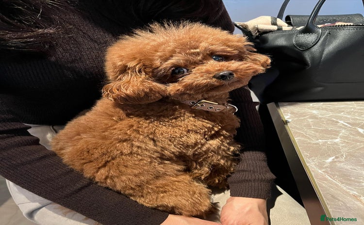 Toy Poodle dogs - Advert 3