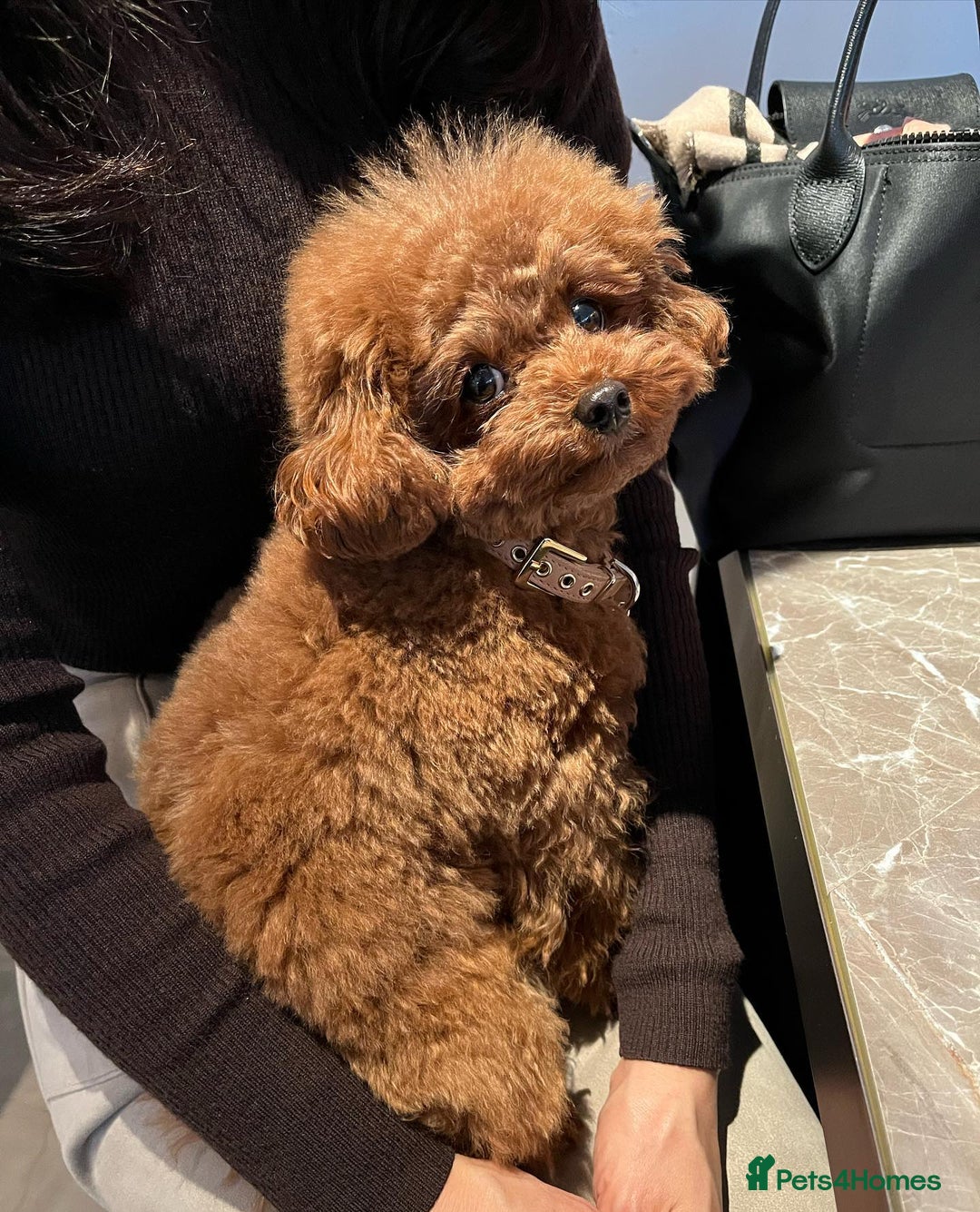Toy Poodle dogs for sale: Toy Poodle Puppy for Rehome - Image 1