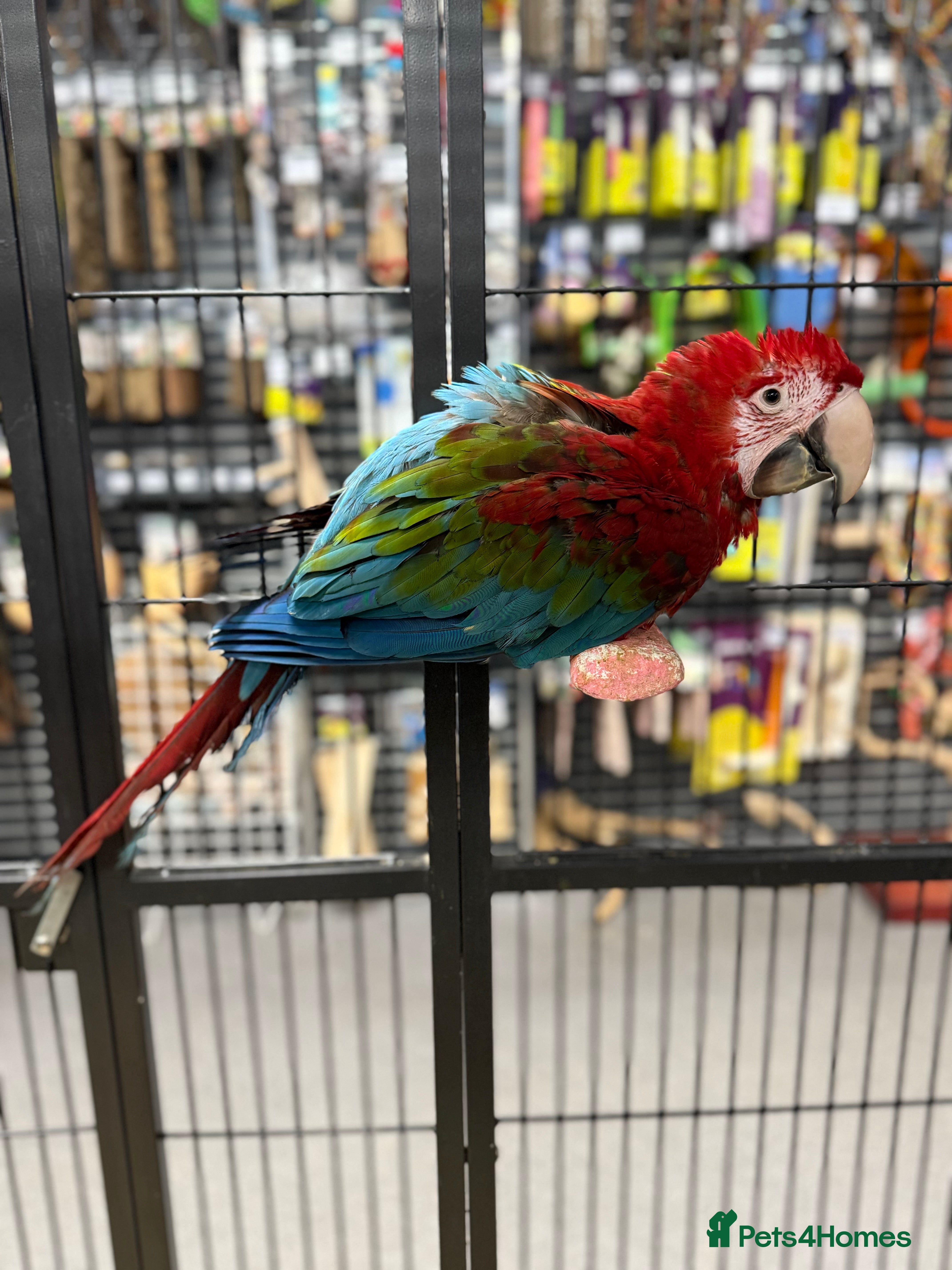 Macaws birds Gorgeous handreared baby Greenwing Macaw  - Advert 3