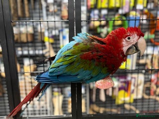 Macaws birds Gorgeous handreared baby Greenwing Macaw - Advert 3