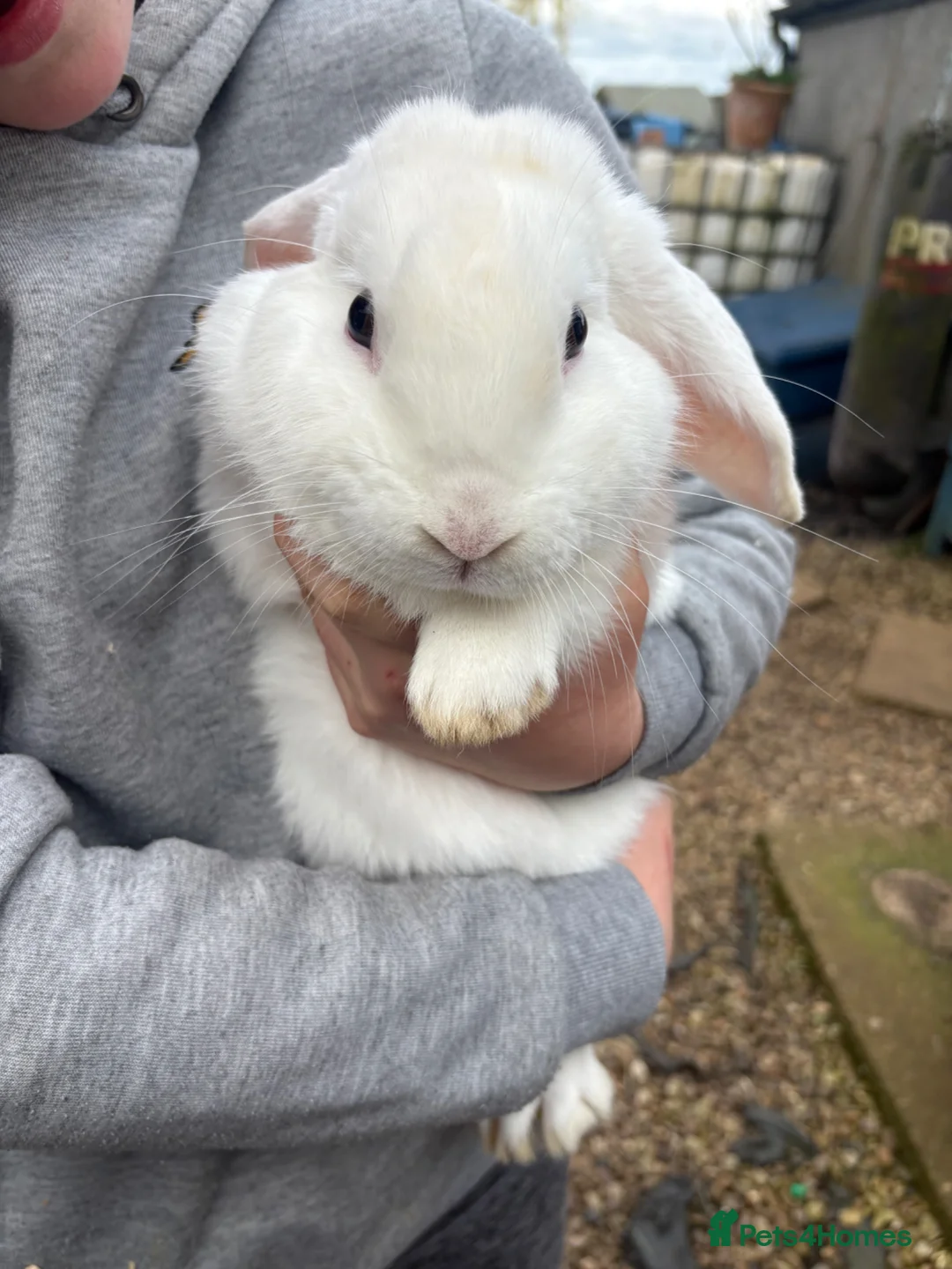 Mini Lop rabbits for sale: Mini lop buck - Advert 2