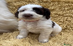 Mixed Breed dogs for sale: Mega Coated Schnockerpoo puppies - Image 31