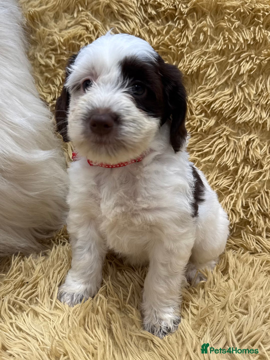 Mixed Breed dogs for sale: Mega Coated Schnockerpoo puppies - Image 31