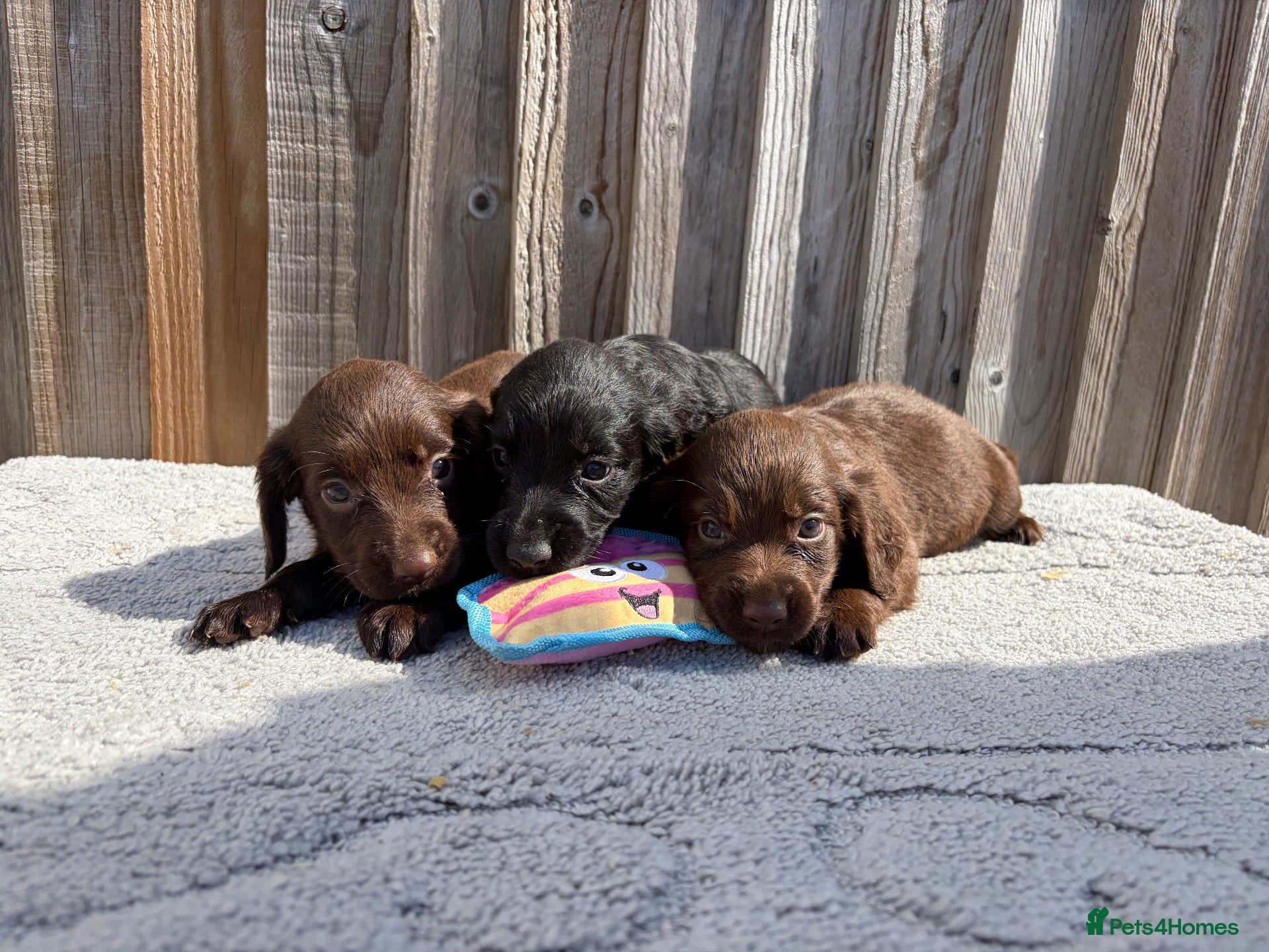 Sprocker dogs 2 beautiful sprocker spaniel puppies left  - Advert 11