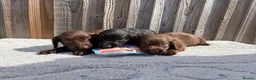Sprocker dogs for sale: 8 beautiful sprocker spaniels  in Tonbridge - Advert 12