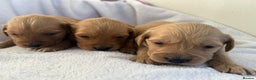 Goldador dogs for sale: Gorgeous Goldador puppies ready to go 22nd  - Advert 10