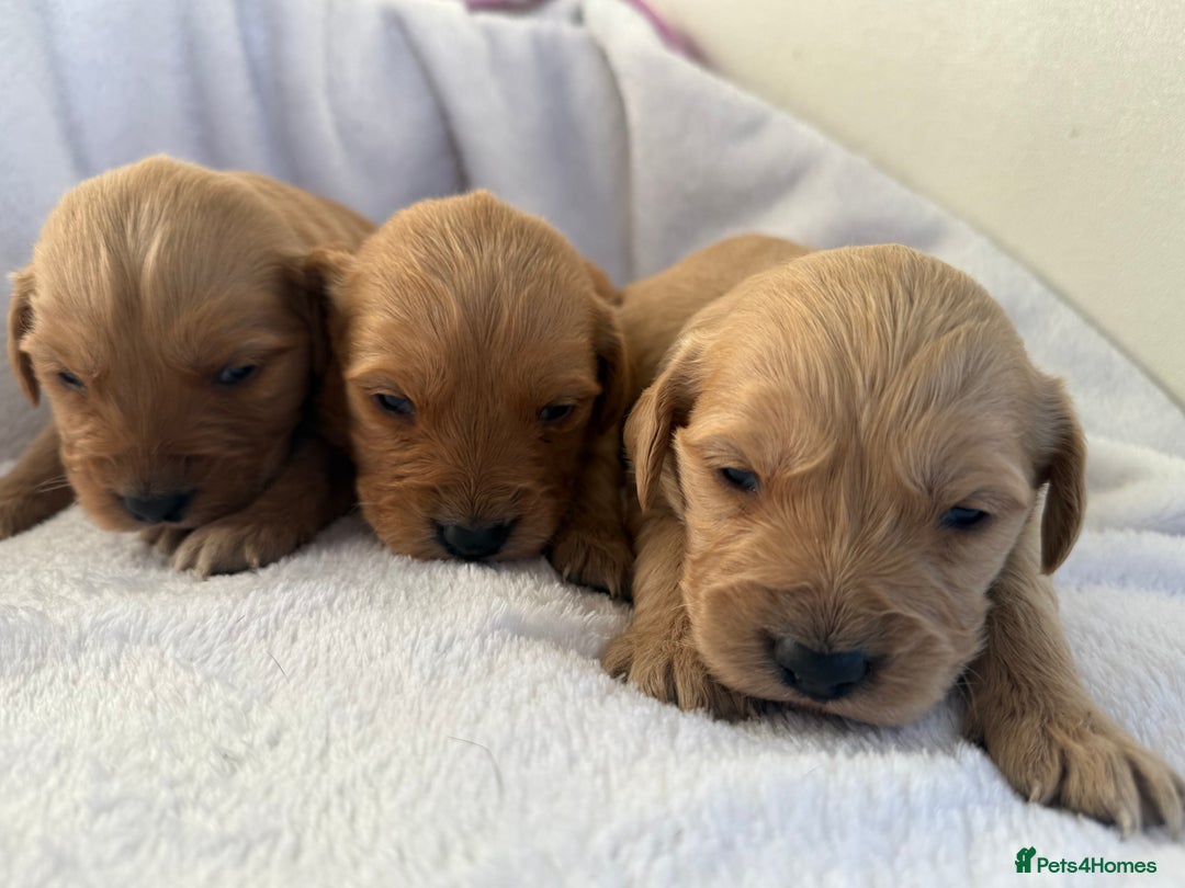 Goldador dogs for sale: Gorgeous Goldador puppies ready to go 22nd  - Advert 10