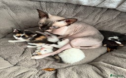 Mixed Breed cats for sale: Half Sphynx  - Image 12