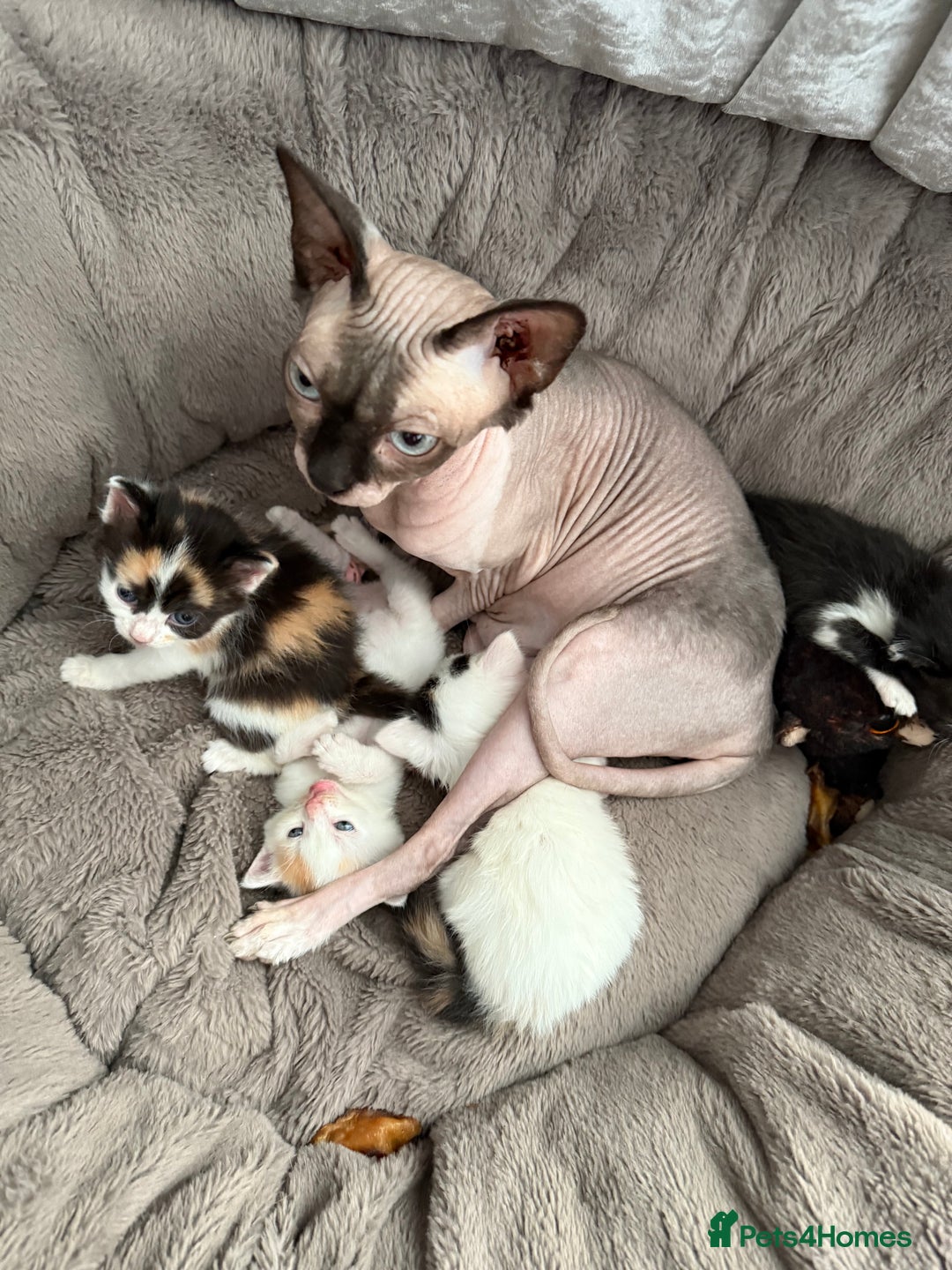 Mixed Breed cats for sale: Half Sphynx  - Image 12