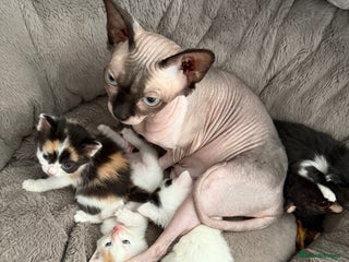 Mixed Breed cats - Advert 17