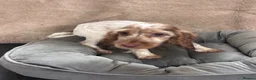 Cocker Spaniel dogs for sale: Adorable little show cocker spaniel pups  - Advert 6