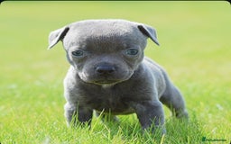 Staffordshire Bull Terrier dogs for sale: 23 years experience,5⭐️RATED Licensed & Registered - Image 3