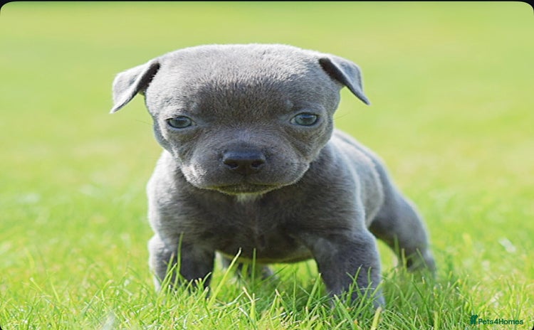 Staffordshire Bull Terrier dogs - Advert 2