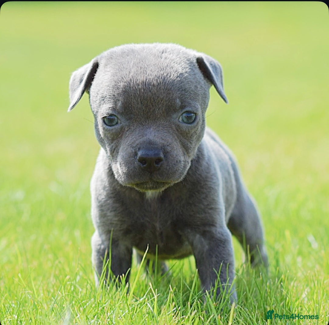 Staffordshire Bull Terrier dogs for sale: 23 years experience,5⭐️RATED Licensed & Registered - Image 3