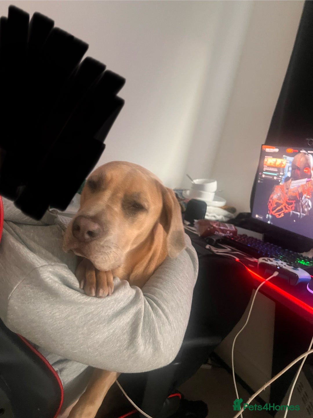 Mixed Breed dogs for sale: 1 year old Cane corso  - Advert 5