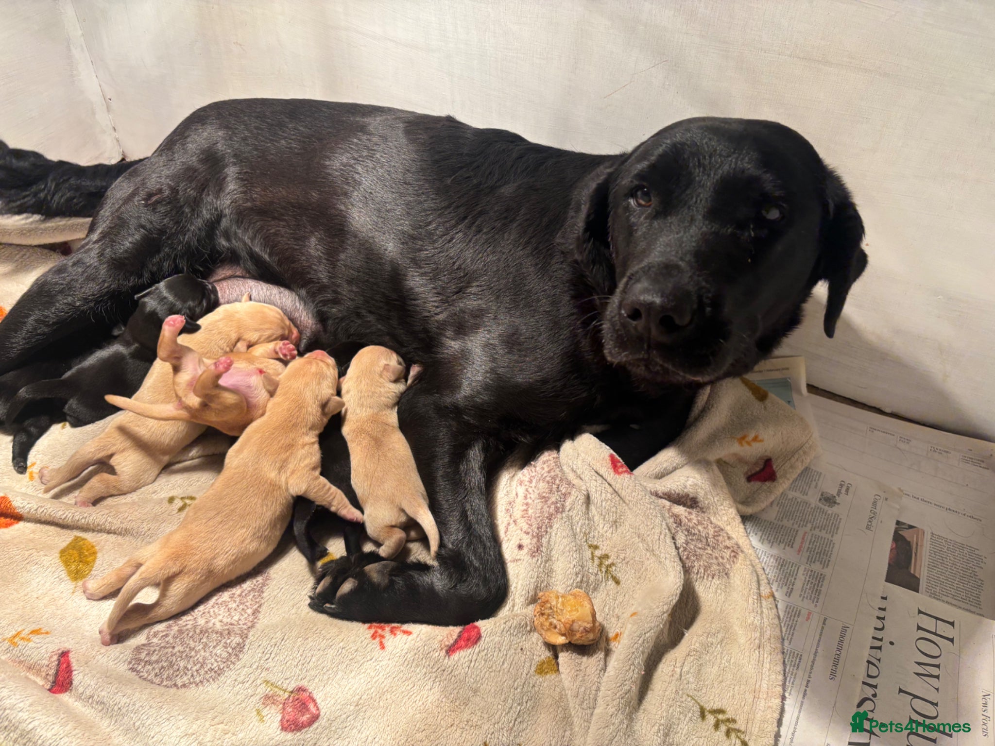 Labrador Retriever dogs Labrador puppies  - Advert 1