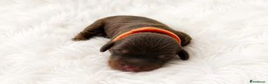 Orange collar 
