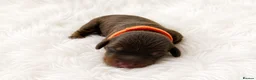 Dachshund dogs for sale: 🐾 Chocolate, Tan & Dapple Dachshund Puppies 🐾 - Advert 8
