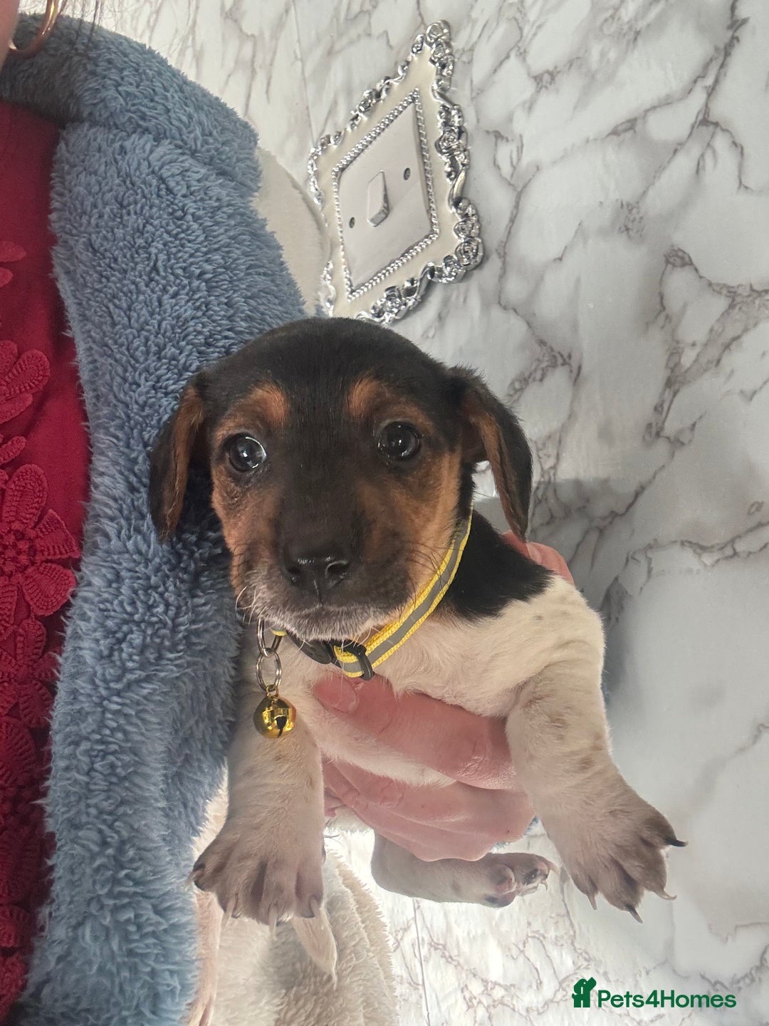 Jack Russell dogs for sale: 5 traditional Jack Russell puppys  - Advert 12