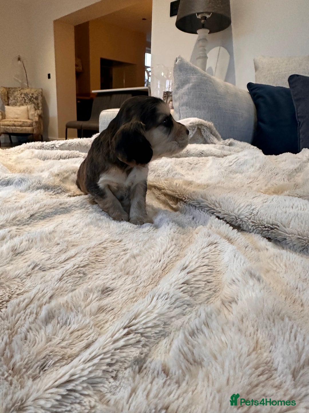 Cocker Spaniel dogs for sale: Stunning Working X Show Puppies. The Perfect Mix - Advert 11