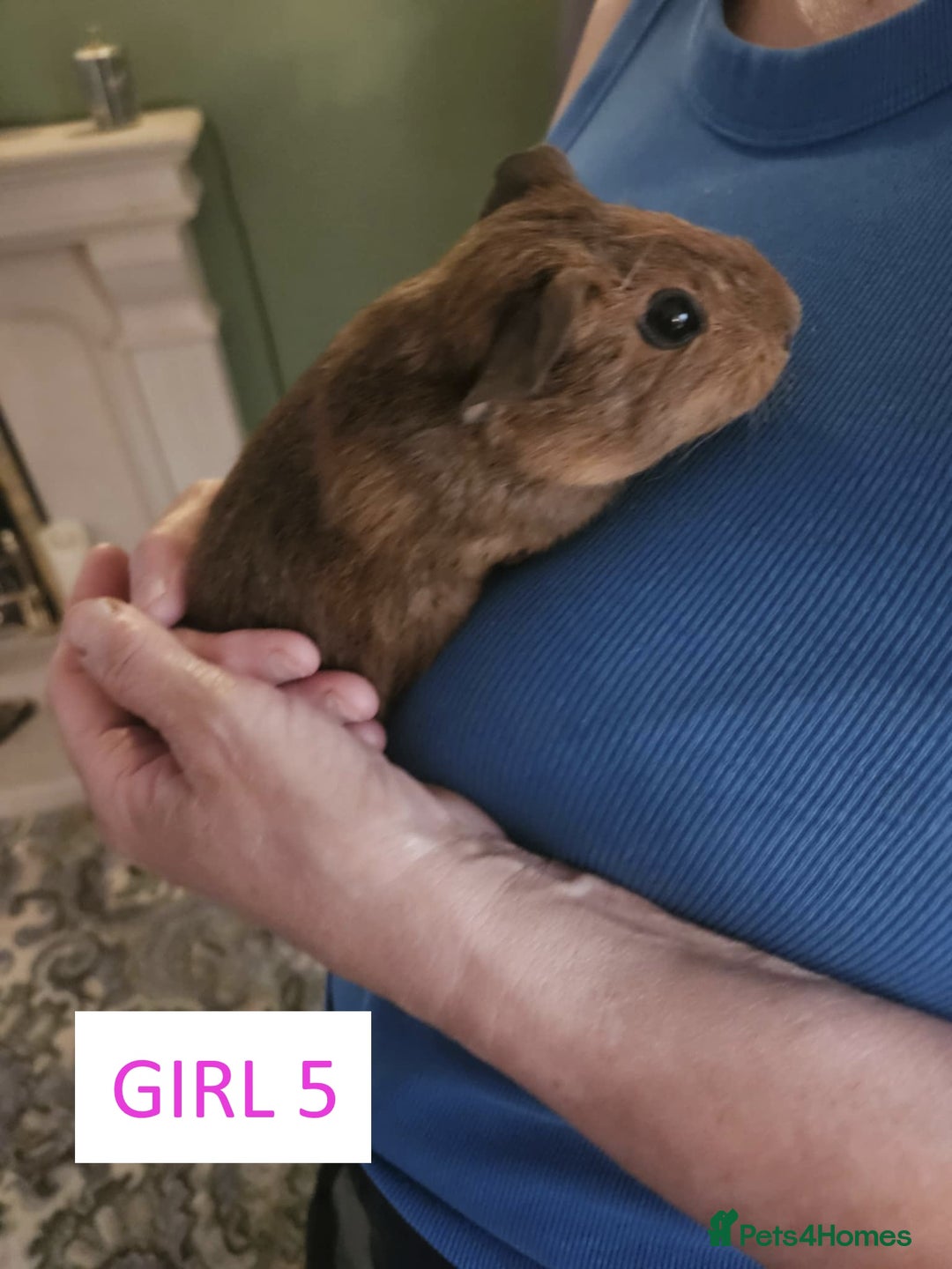 Guinea Pig rodents for sale: Female Guinea Pigs For Sale - Image 9