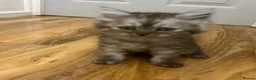 Persian cats for sale: Cute Half Persian Kittens  - Advert 11