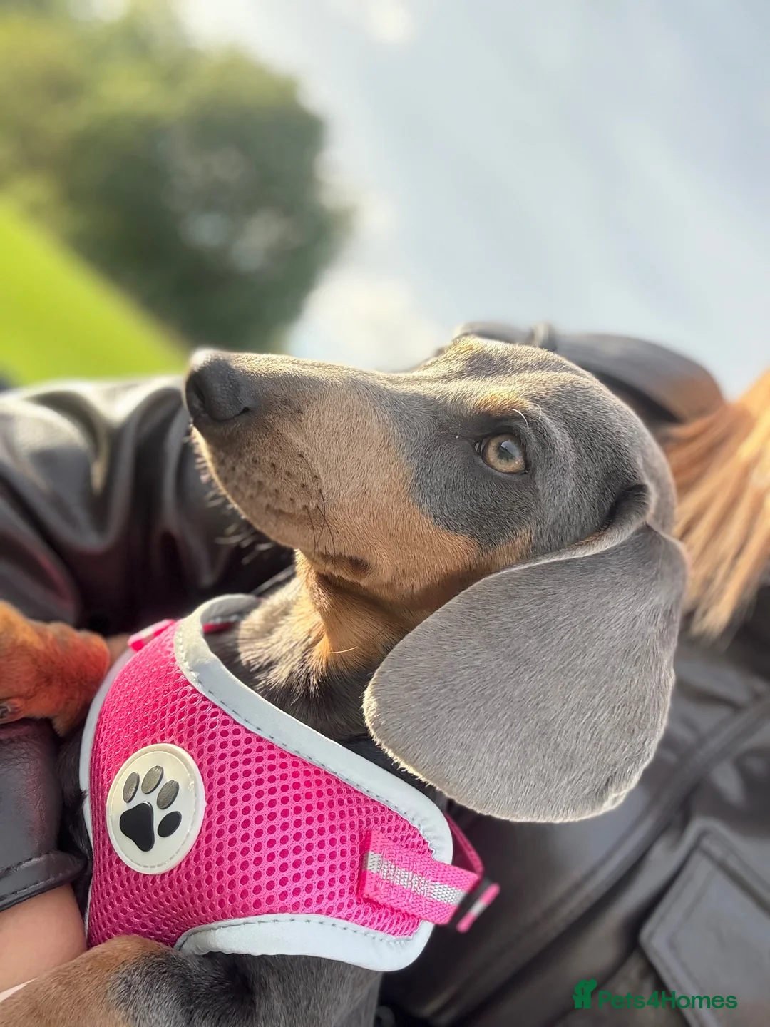 Dachshund dogs for sale: Beautiful Dachshund puppies  - Advert 2