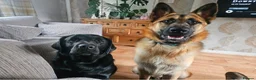 German Shepherd dogs for sale: Male German shepherd 2 years 4 months  in Oswestry - Advert 7