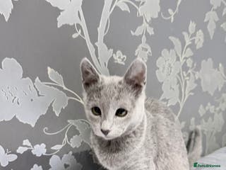 Russian Blue cats Adorable Russian blue kitten champion bloodline - Advert 12