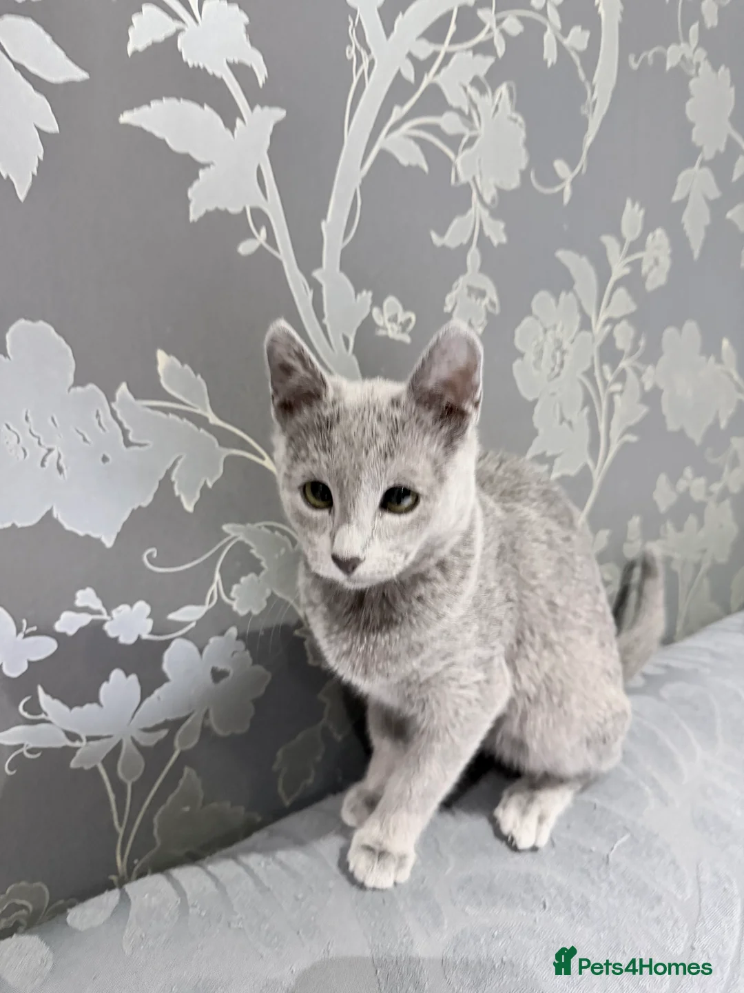 Russian Blue cats for sale: Adorable Russian blue kitten champion bloodline - Advert 1