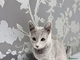 Russian Blue cats Adorable Russian blue kitten champion bloodline - Advert 2