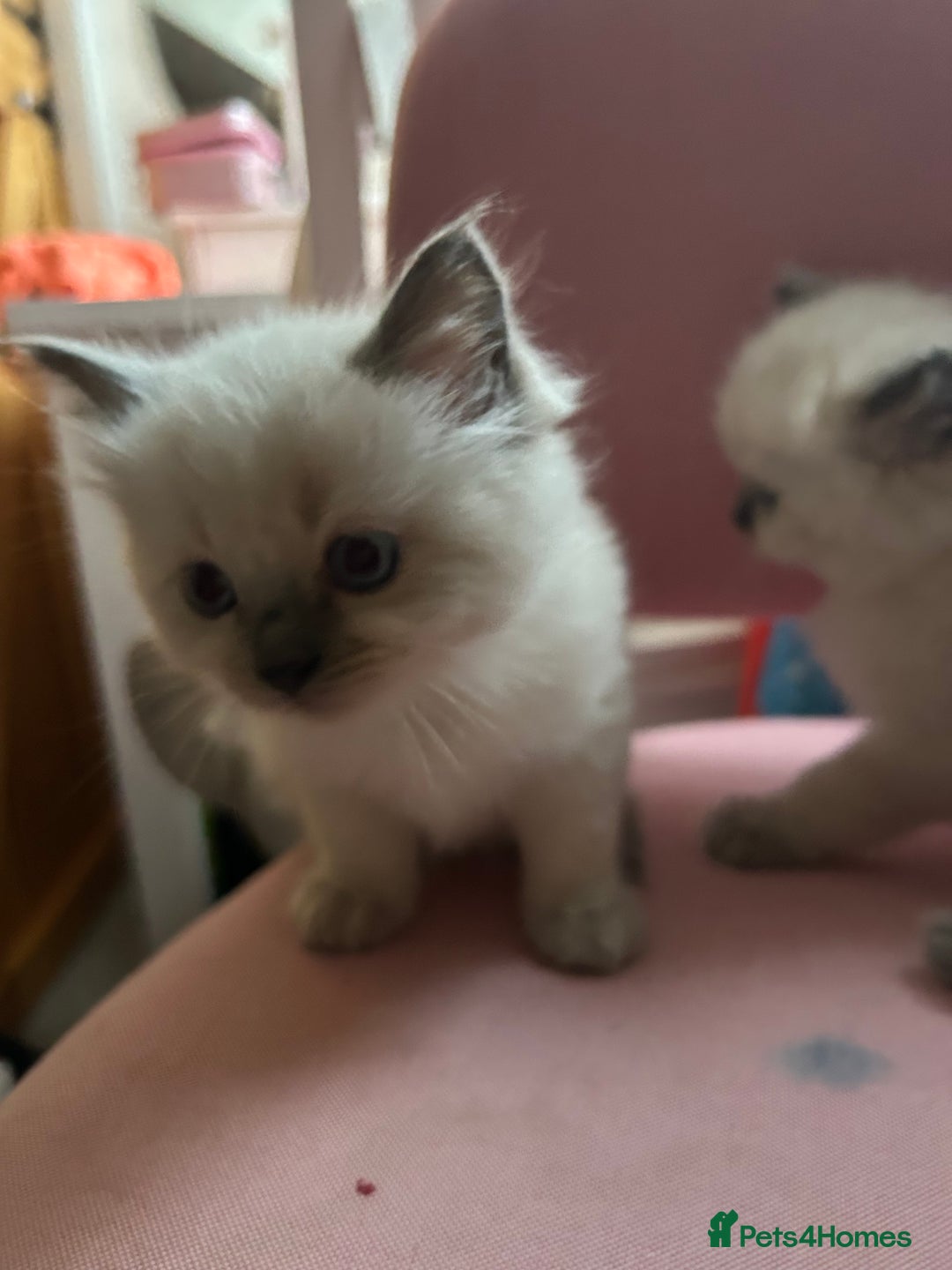 Ragdoll cats for sale: Pure Ragdoll Kitten - Image 5